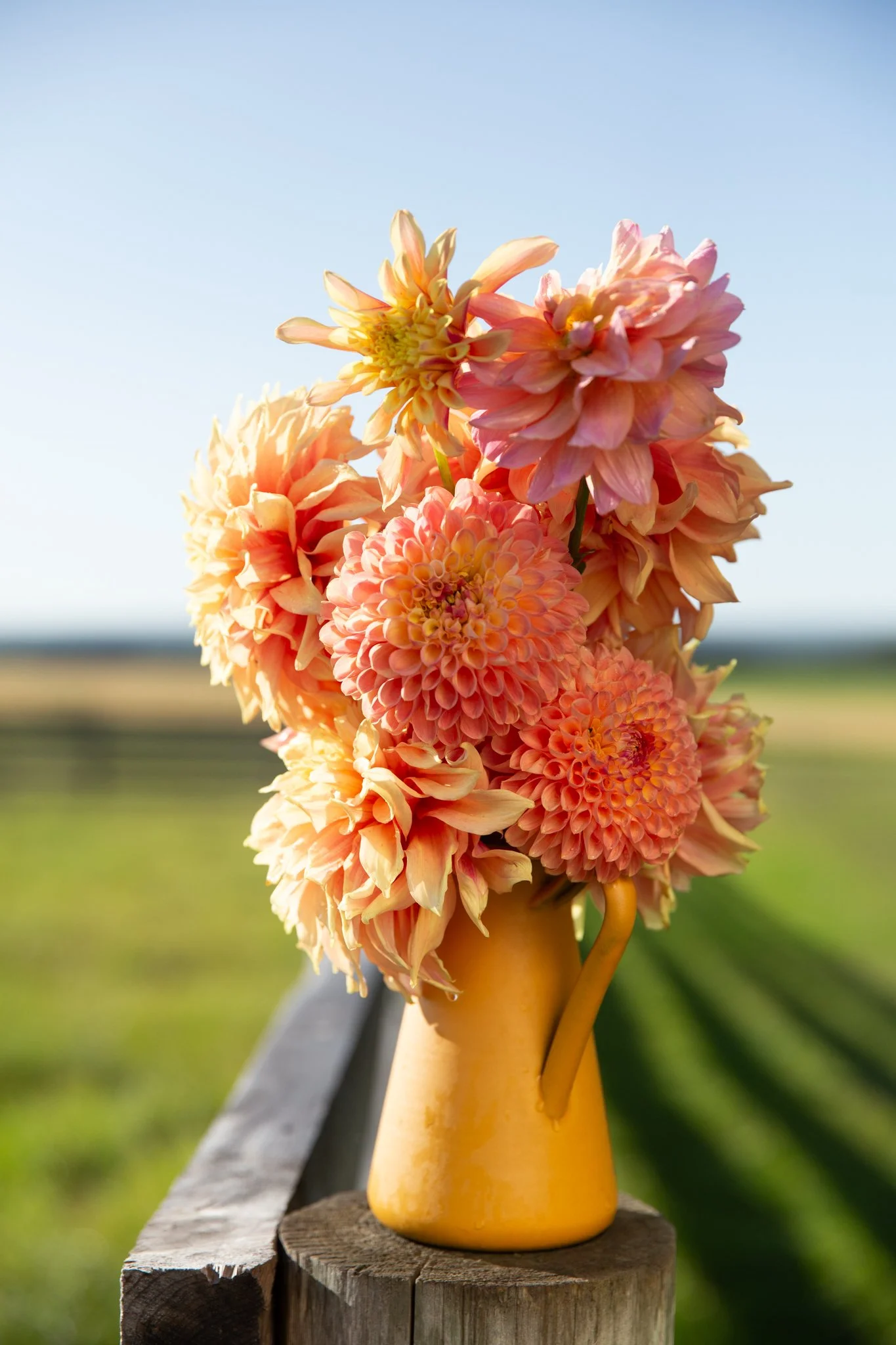 Flower Shop — Bloomin' Dingo Farms